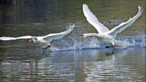 Анна Герман - Весна