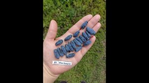 ГОЛУБОЙ БАНАН сорт жимолости