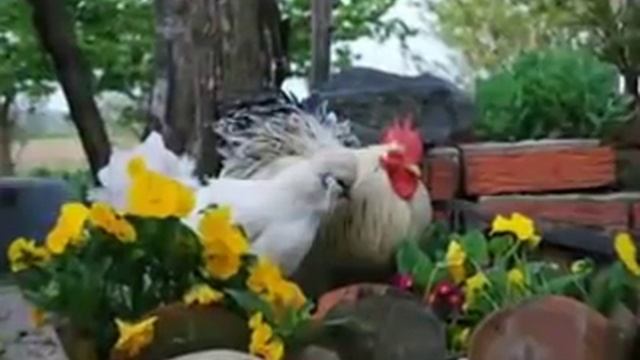 Курочка Шуточная песня Исполняет группа Экспресс смотреть онлайн