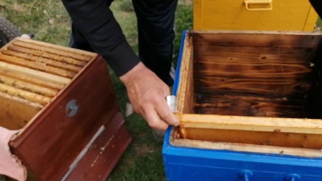 Холодная весна лечим Аскосфероз у пчёл. смотреть онлайн