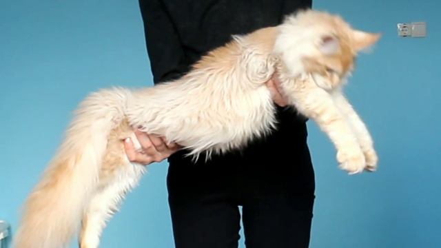 Мальчик Мейн Кун Зефир, 6 месяцев. Boy Maine Coon Zefir, 6 months. смотреть онлайн