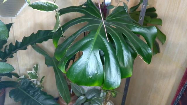 Aroid Update, Monstera Deliciosa, Minstera Adansonii, Philodendron, Hoya, Anthurium ... смотреть онлайн
