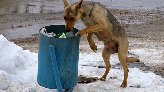 МЫ В ОТВЕТЕ ЗА ТЕХ, КОГО ПРИРУЧИЛИ смотреть онлайн