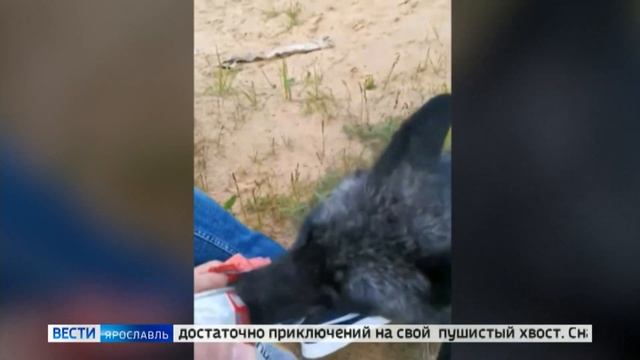 Потерявшаяся чернобурая лиса вернулась к хозяевам смотреть онлайн