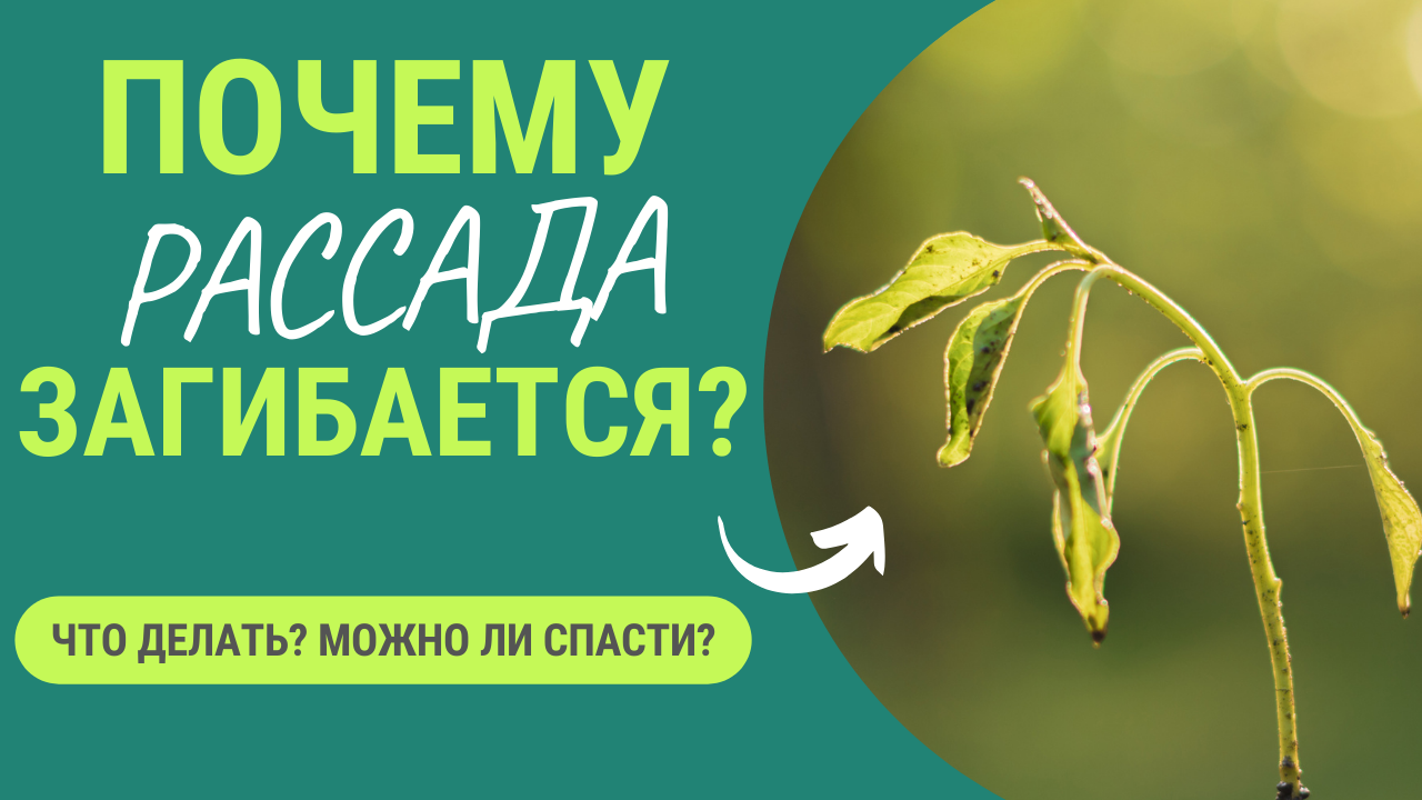Из-за чего загибается рассада? Что делать? Можно ли спасти? смотреть онлайн