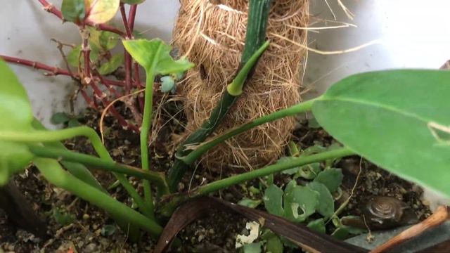 Epipremnum Pinnatum ( Dragon Tail)