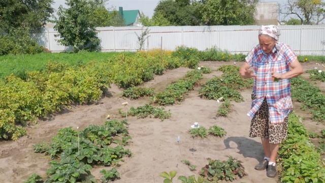 Уход за клубникой после сбора урожая. Клубника, земляника после плодоношения. смотреть онлайн