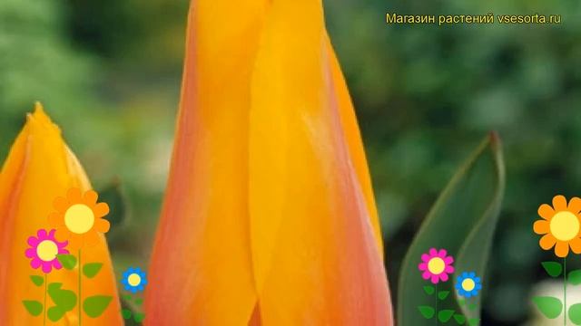 Тюльпан триумф Лонг Лэди. Краткий обзор, описание характеристик, где купить луковицы Long lady смотреть онлайн