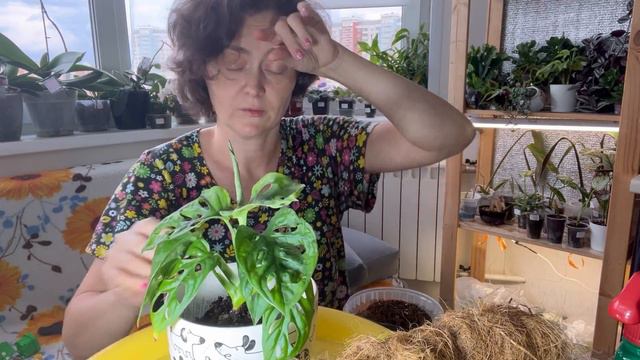 Монстера манки и опора для нее.