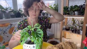 Монстера манки и опора для нее.