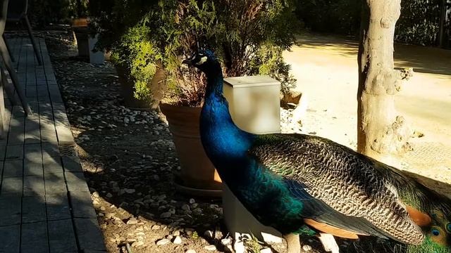 Царские сады, павлины, мандарины, уточки и наглые птички смотреть онлайн