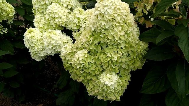 23августа2019 Высокорослые Метельчатые Гортензии ✌️??? смотреть онлайн