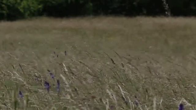 Relaxing Wind Sounds смотреть онлайн