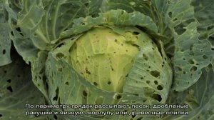 Проверенные способы избавиться от слизней на капусте