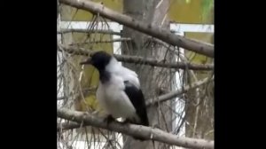 Говорящая ворона