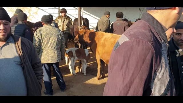 Kosonsoy Tumani Tergachi Sigir Bozori.17-dekabr 2021-yil.
