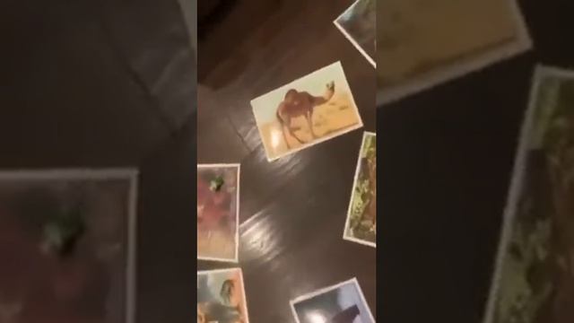 Английский язык с Илоной Шурановой. Животные зоопарка. Часть 3. смотреть онлайн