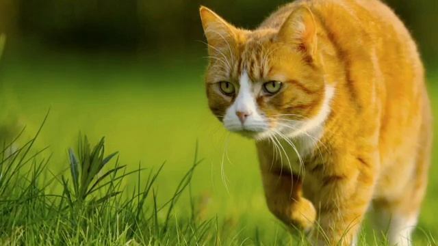 Семейство кошачьих смотреть онлайн
