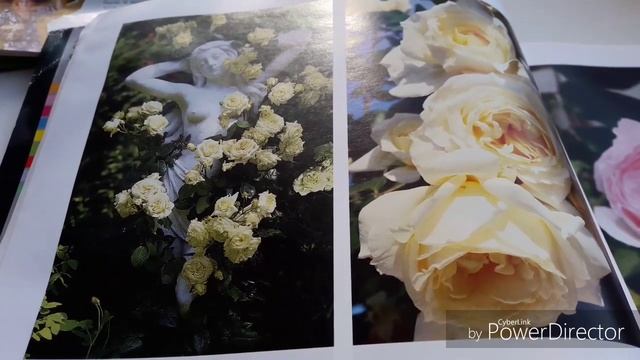 Чайно-гибридные розы и я. Мои любимки и обрезка . смотреть онлайн