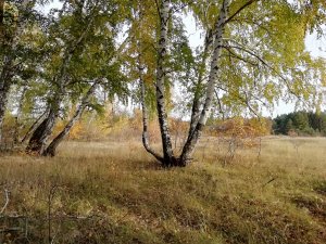 «НА ТРОПЕ, ЧТО ЛУНОЙ ЗАПОРОШЕНА» Песни прошлого столетия #cover