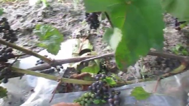 Виноградник на раене ,обзор. смотреть онлайн