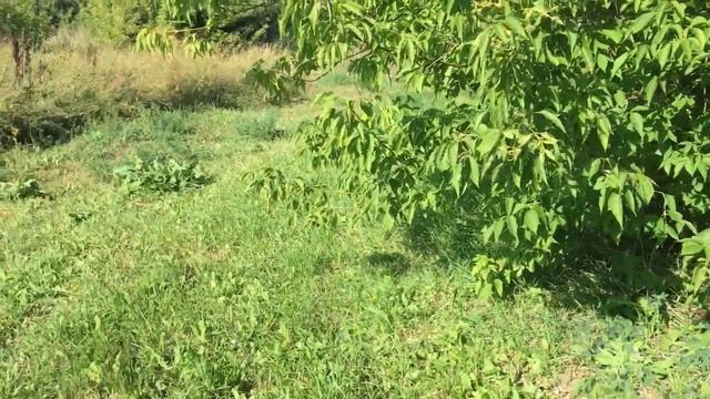 ФЕРМА 11. Часть 2. МЕТАЛЛОКОП 2021 на большой ферме смотреть онлайн