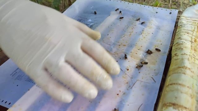 Эксперимент обработки пчел от клеща полосками ВАРОЛОМ. ЩАВЕЛЕВЫЙ ЭКО-ГЕЛЬ. Эко-плюс. АПІ-ФЛУ смотреть онлайн