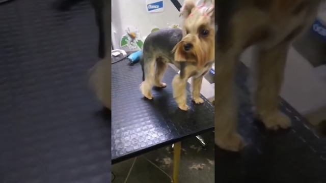 Стрижка собаки #shorts #стрижка#собака#грумер #животные#dog смотреть онлайн