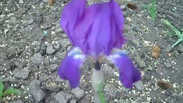 Поздравляю с днём рождения и дарю ирисы. смотреть онлайн