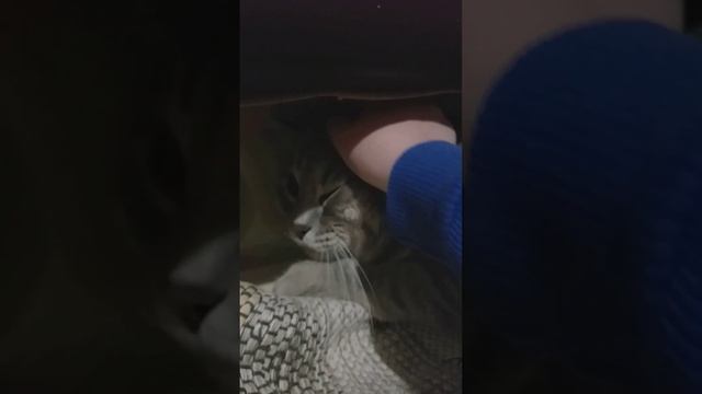 приготовление рулета с маком!! смотреть онлайн