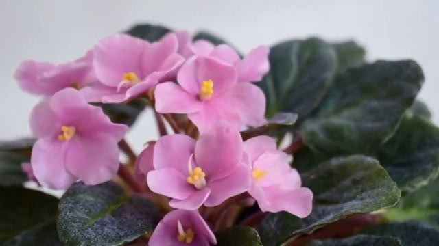 Фиалка из холодного форфора. Как живая!!! смотреть онлайн
