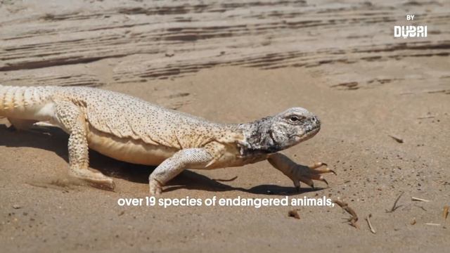 Dubai’s Nature Reserve in the Desert смотреть онлайн