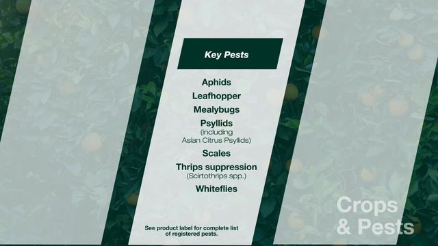 Sivanto® Prime Insecticide