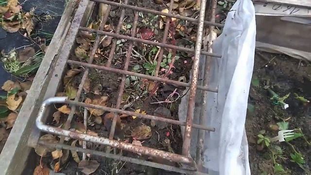 Дача как есть. Хроника 24.10.21 - Продолжаю обрезку роз смотреть онлайн