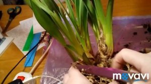 Цимбидиум. Загнивание бульб. Циркон для орхидей.