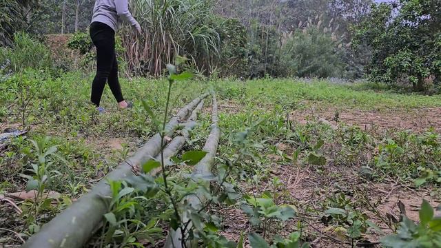 17 Year Old Single Mother:Picking Banana Flowers-Help People In Accidents-build A Bathroom