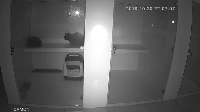 Видеонаблюдение в гостинице для кошек - ночь смотреть онлайн