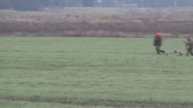 Куры смотреть онлайн