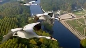 Журавлиная верность