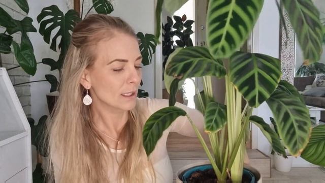 Calathea Zebrina Care Tips and Tricks смотреть онлайн