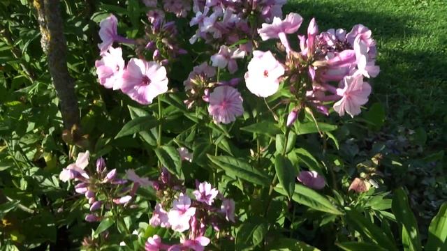 Флокс метельчатый  Picasso (Пикассо) - автор неизвестен