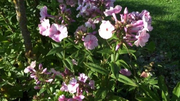 Флокс метельчатый Picasso (Пикассо) - автор неизвестен