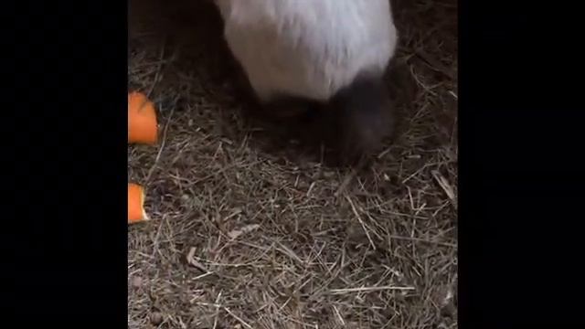 Кролики напольное содержание смотреть онлайн