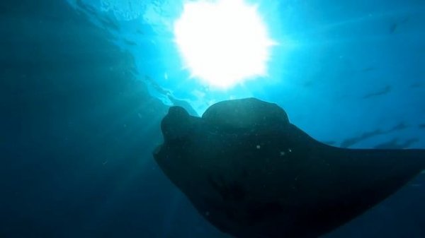 Manta birostris, Manta ray, Manta obrovská Nusa Penida Bali 10.2016