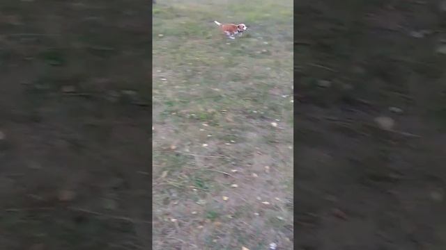 ушастые собаки смотреть онлайн