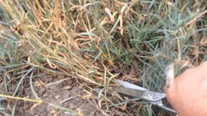 Обрезка гвоздики многолетней перистой и посев