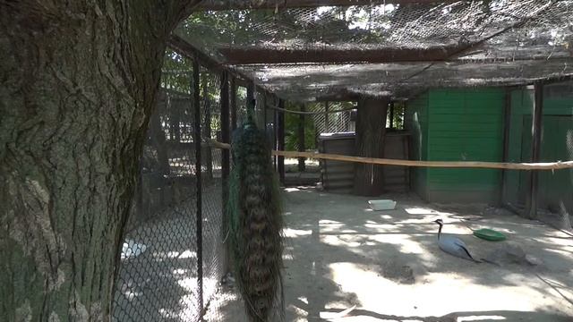 Green peafowl✅Pavo muticus?Зелёный павлин