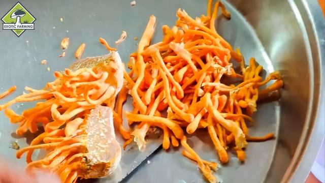 Scientific Benefits of Cordyceps Militaris in Cancer in Humans смотреть онлайн