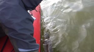 Ловля на стример - 6 ТРОФЕЙНЫХ ЩУК на СИКРЕТНУЮ приманку | FishingSib видео