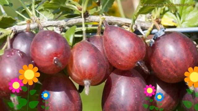 Крыжовник обыкновенный Серенада. Краткий обзор, описание характеристик ribes uva crispa Serenada смотреть онлайн